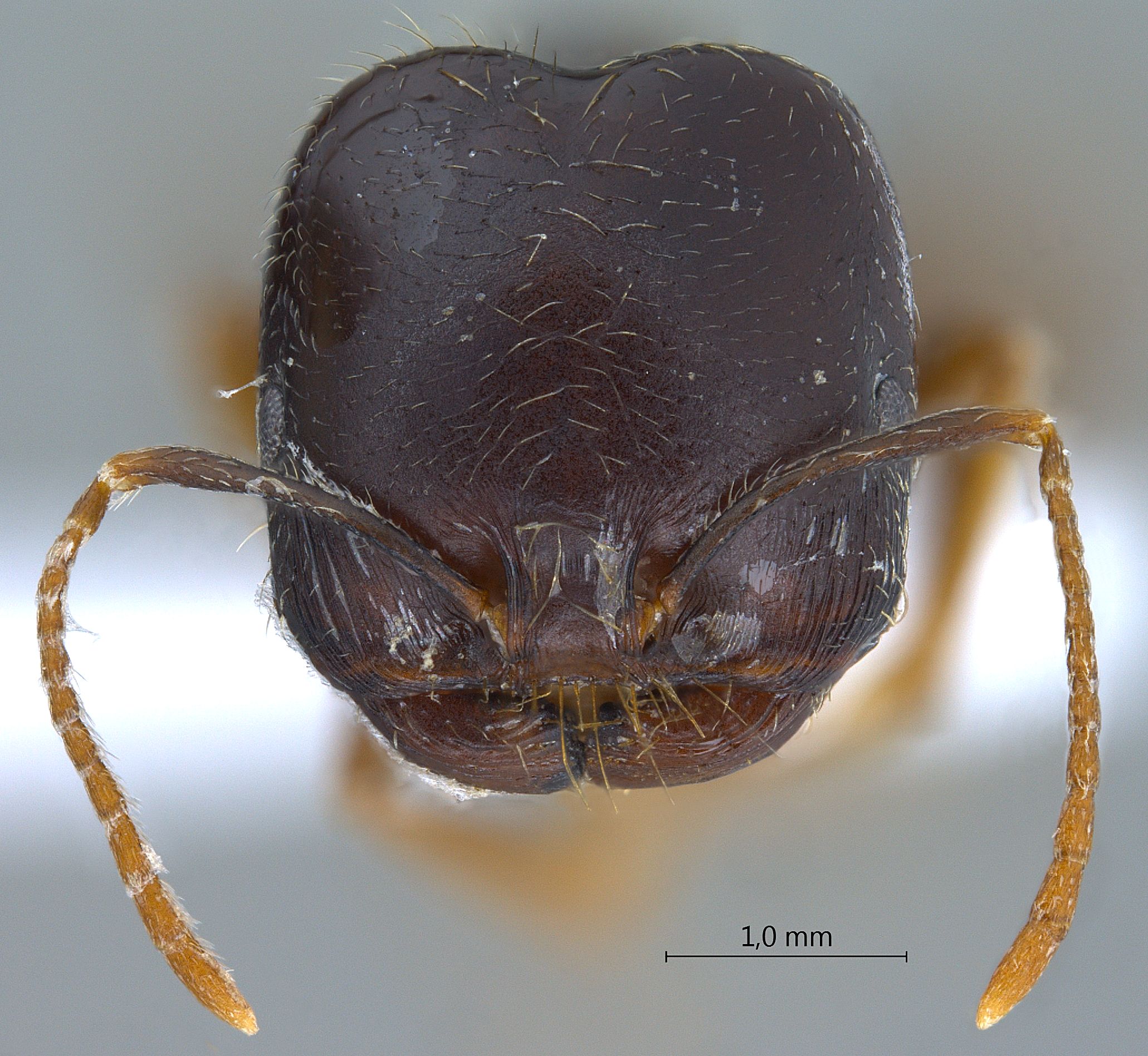 Foto Trichomyrmex perplexus Radchenko, 1997 frontal