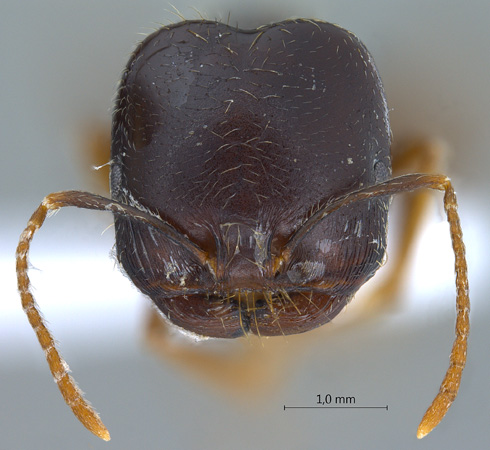 Trichomyrmex perplexus Radchenko, 1997 frontal