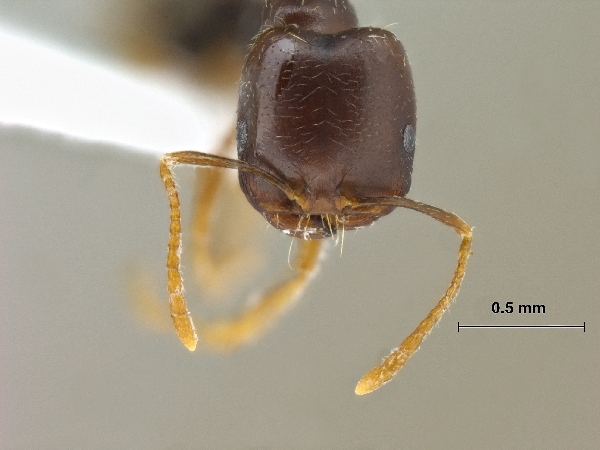 Trichomyrmex perplexus Radchenko, 1997 frontal