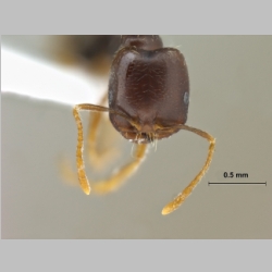 Trichomyrmex perplexus Radchenko, 1997 frontal