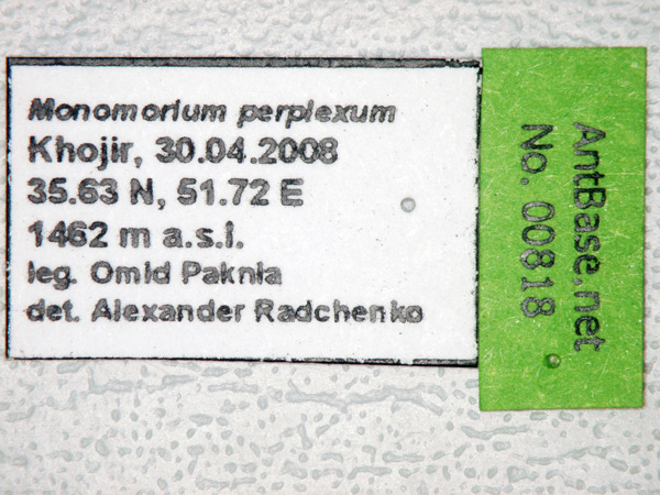 Foto Trichomyrmex perplexus Radchenko, 1997 Label