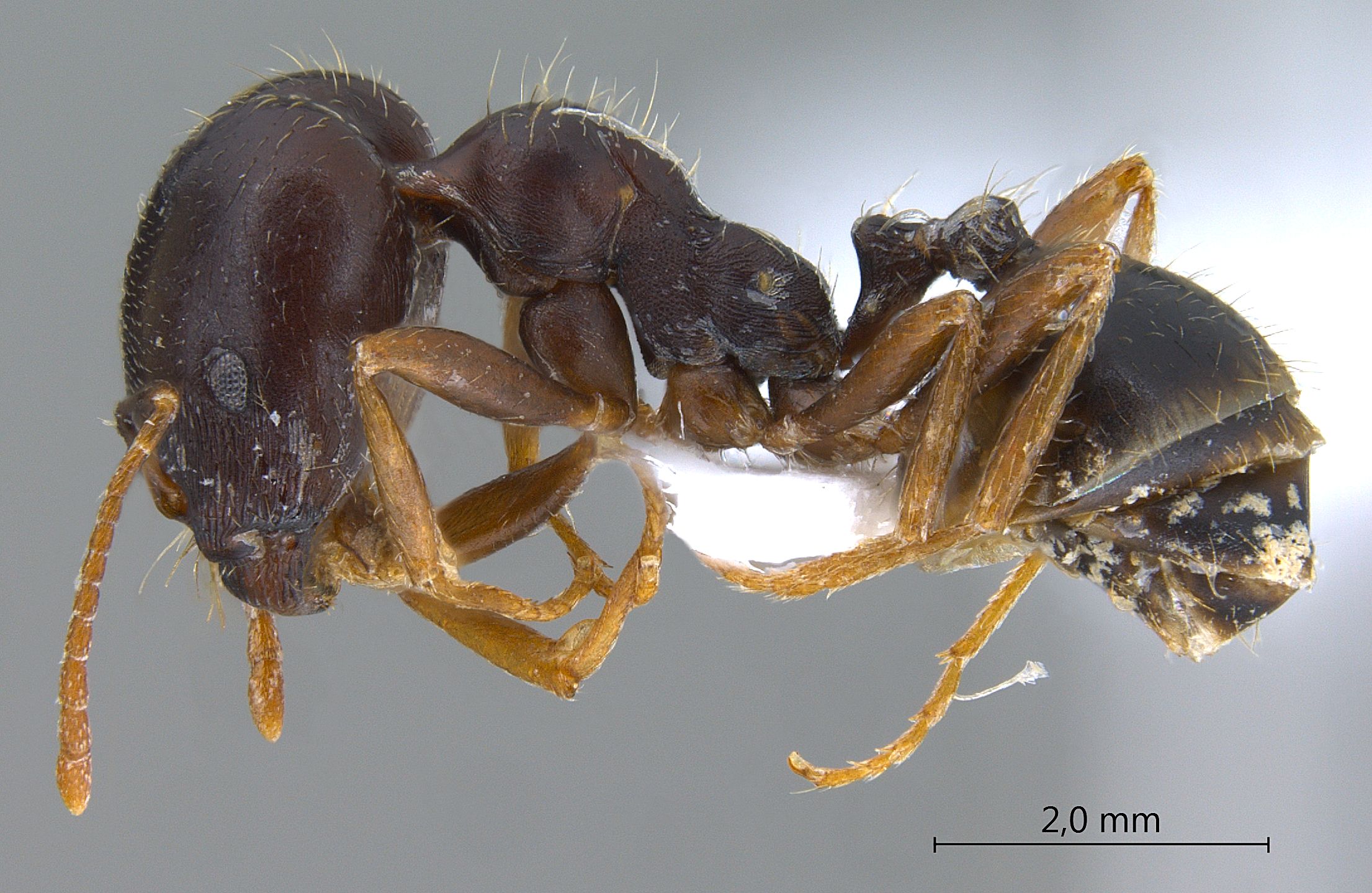 Foto Trichomyrmex perplexus Radchenko, 1997 lateral