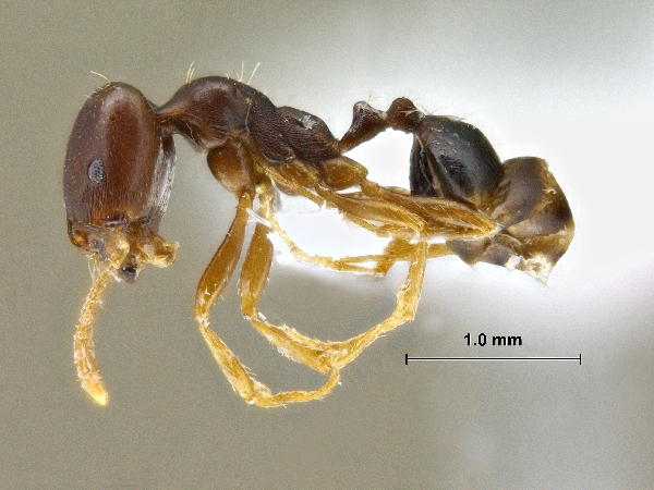 Trichomyrmex perplexus Radchenko, 1997 lateral