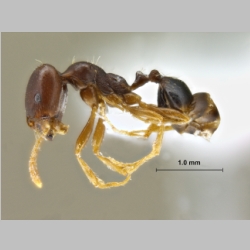 Trichomyrmex perplexus Radchenko, 1997 lateral