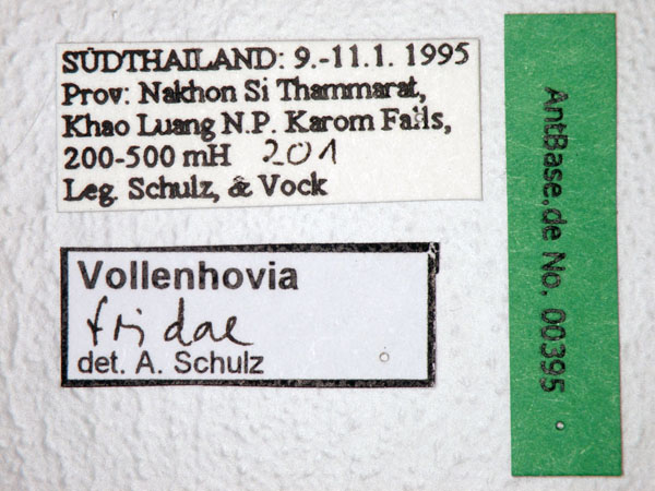 Foto Vollenhovia fridae Forel, 1913 Label