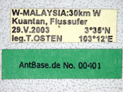 Vollenhovia sp. 1 gyne Label