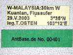 Vollenhovia sp. 1 gyne Label