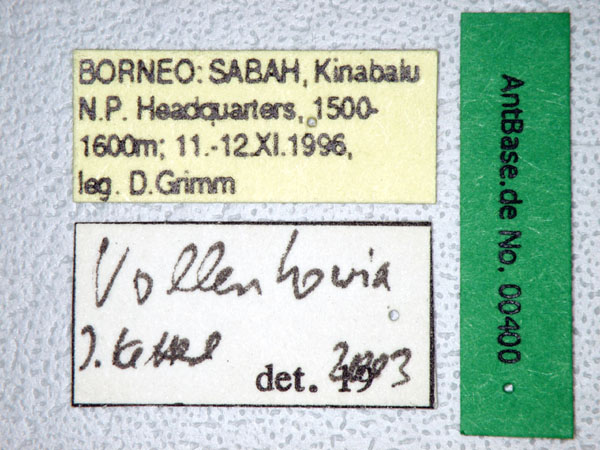 Foto Vollenhovia sp. 1 Label