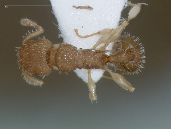 Foto Vombisidris dryas Bolton,1991 dorsal