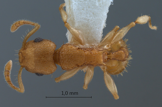 Vombisidris dryas Bolton,1991 dorsal