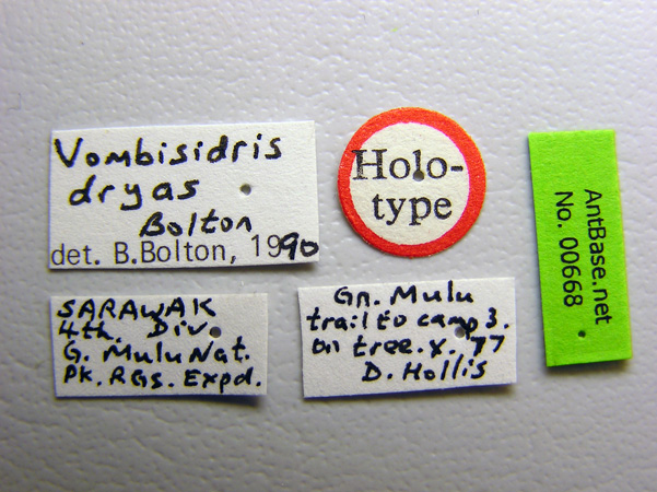 Foto Vombisidris dryas Bolton,1991 Label