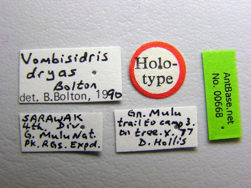 Vombisidris dryas Bolton,1991 Label