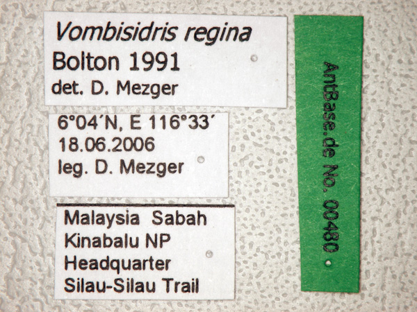 Foto Vombisidris regina Bolton, 1991 Label