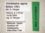 Vombisidris regina Bolton, 1991 Label