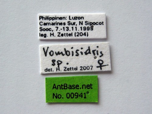 Vombisidris sp Label