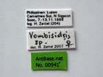 Vombisidris sp Label