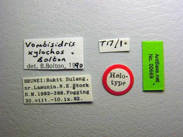 Foto Vombisidris xylochos Bolton, 1991 Label