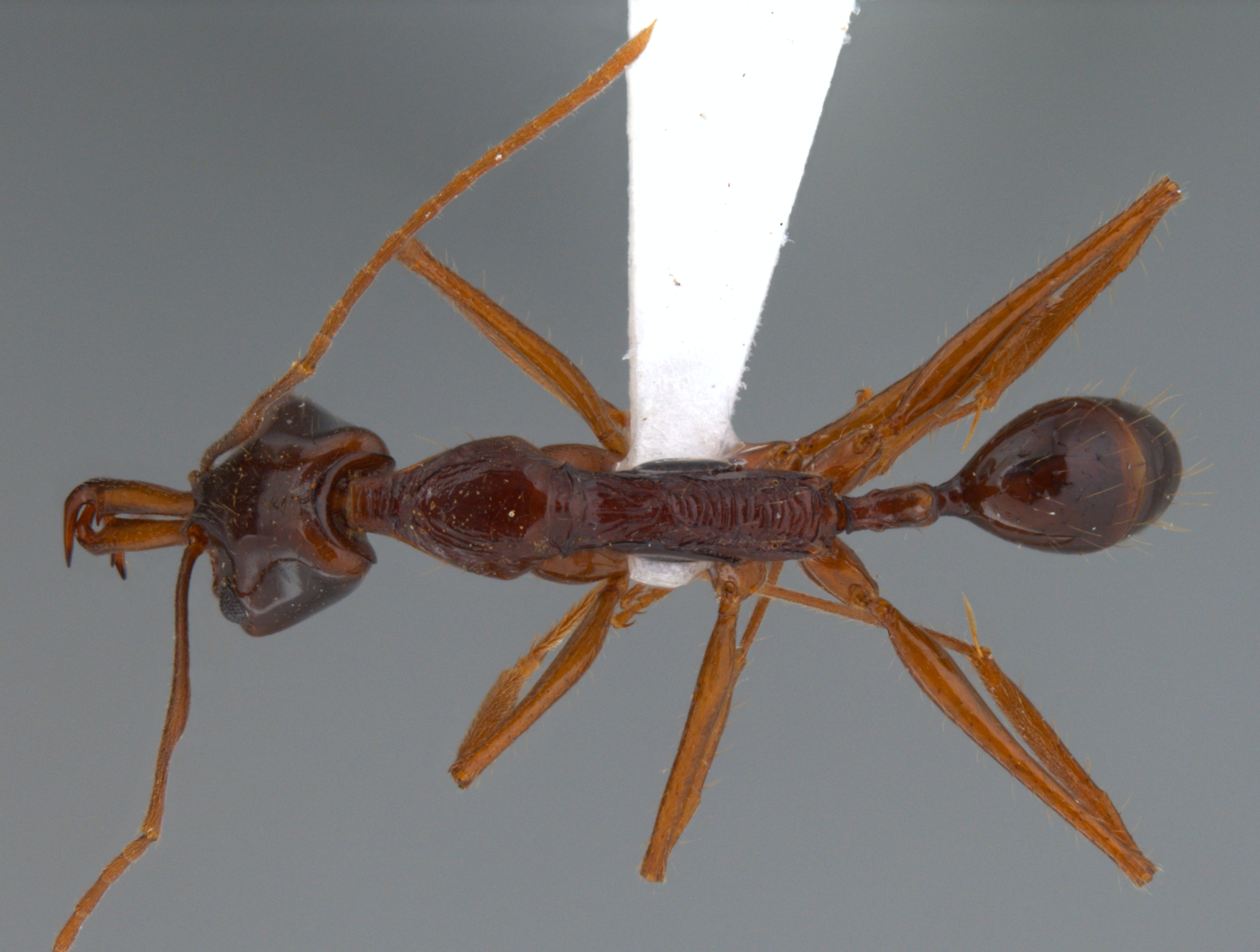 Foto Anochetus agilis Emery, 1901 dorsal