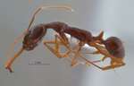 Anochetus agilis Emery, 1901 lateral