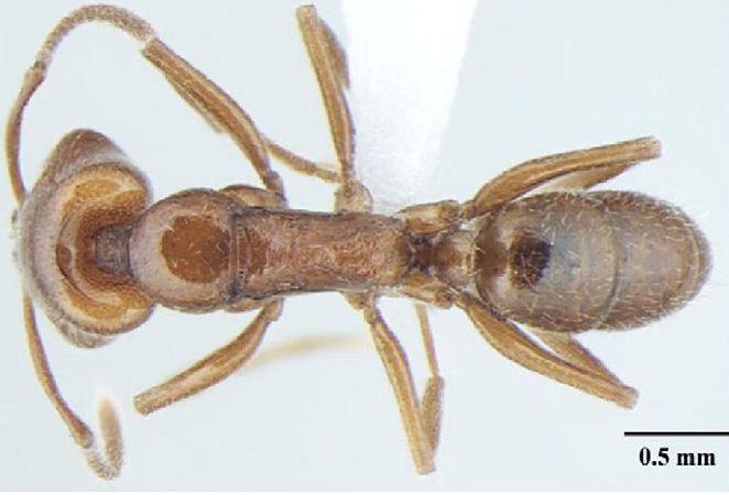 Anochetus cryptus Bharti & Wachkoo, 2013 dorsal