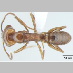 Anochetus cryptus Bharti & Wachkoo, 2013 dorsal