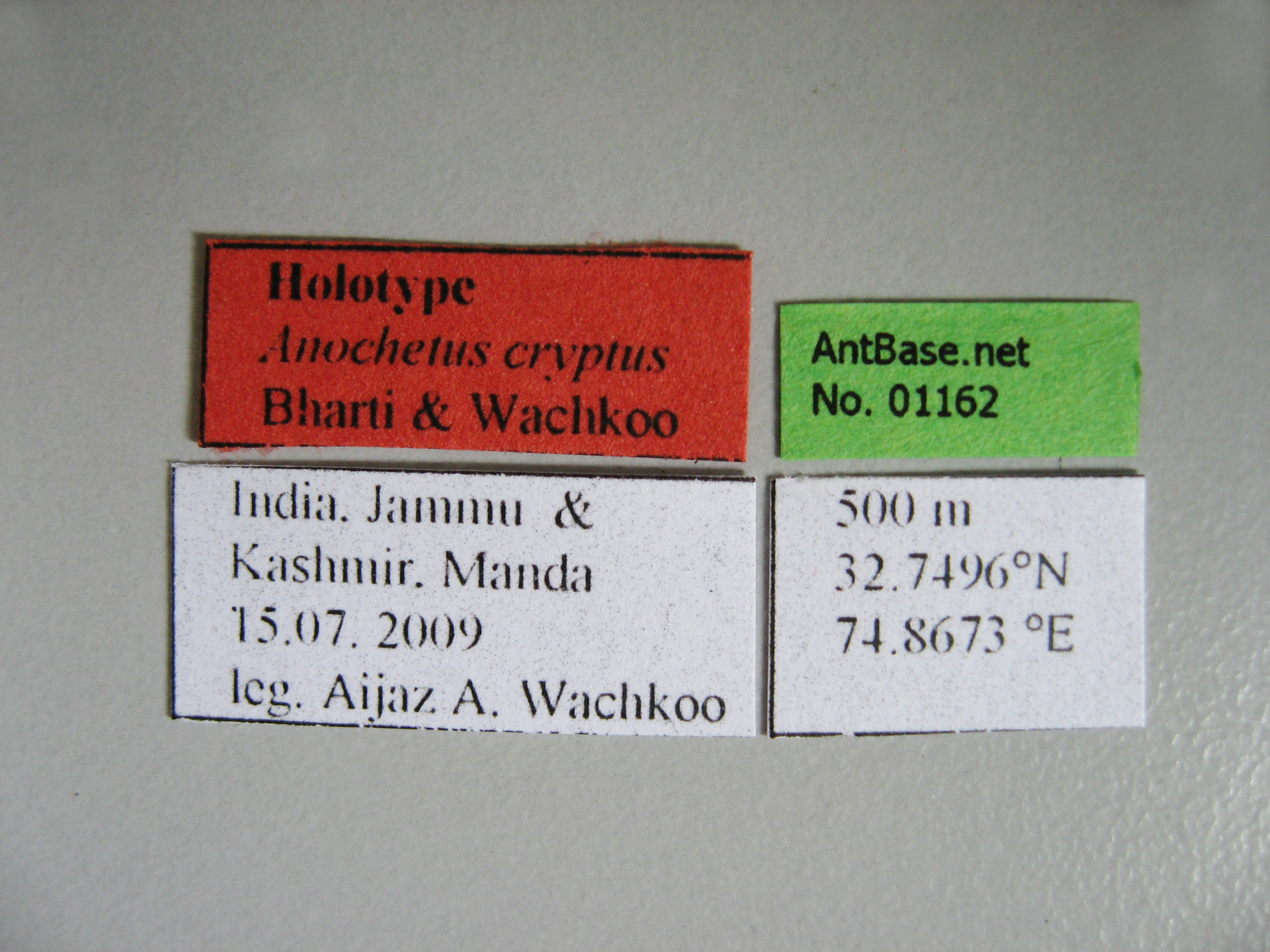 Foto Anochetus cryptus Bharti & Wachkoo, 2013 Label