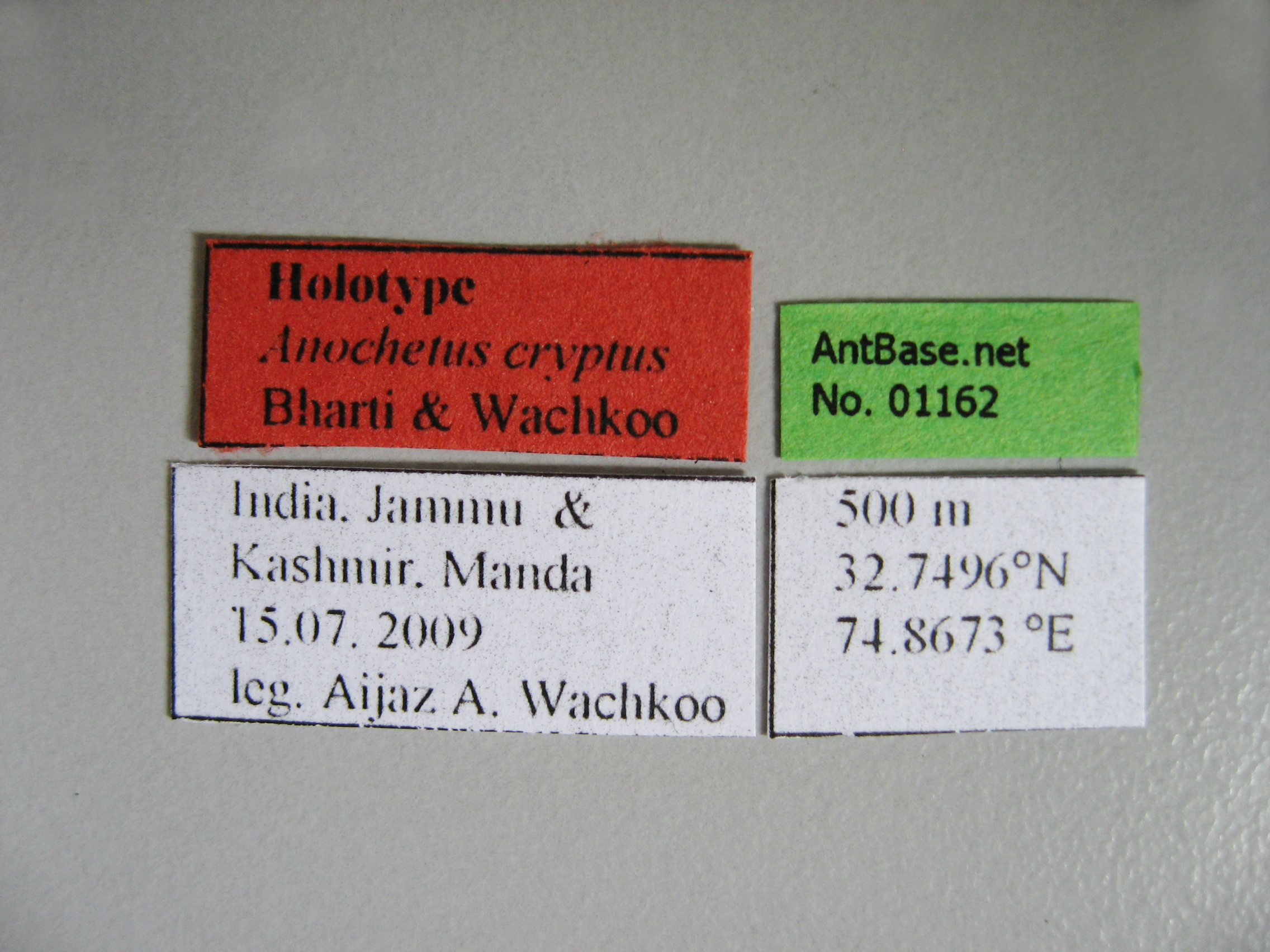 Foto Anochetus cryptus Bharti & Wachkoo, 2013 Label