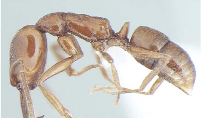 Anochetus cryptus Bharti & Wachkoo, 2013 lateral