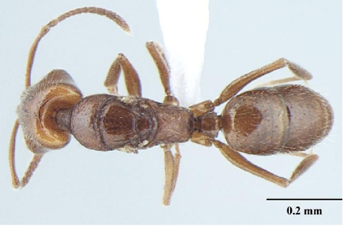 Anochetus cryptus Bharti & Wachkoo, 2013 dorsal