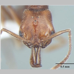 Anochetus cryptus Bharti & Wachkoo, 2013 frontal