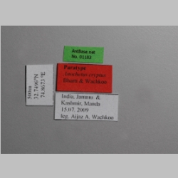 Anochetus cryptus Bharti & Wachkoo, 2013 Label
