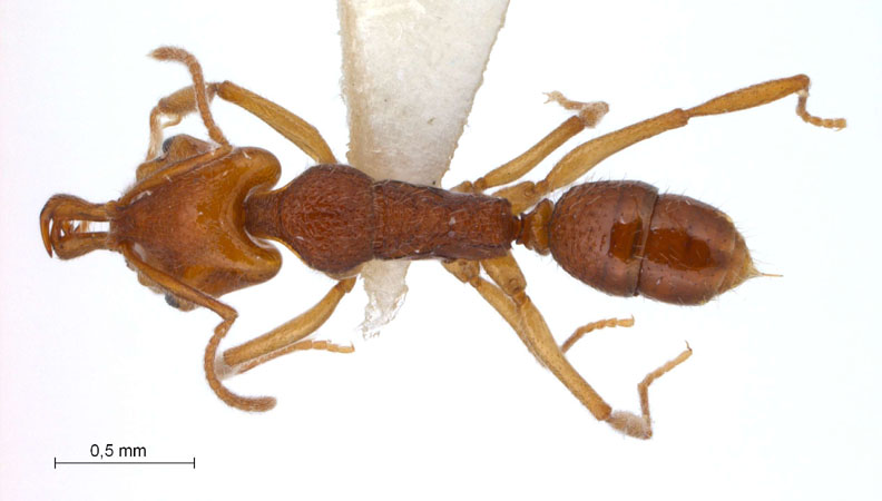 Anochetus graeffei Mayr,1870 dorsal