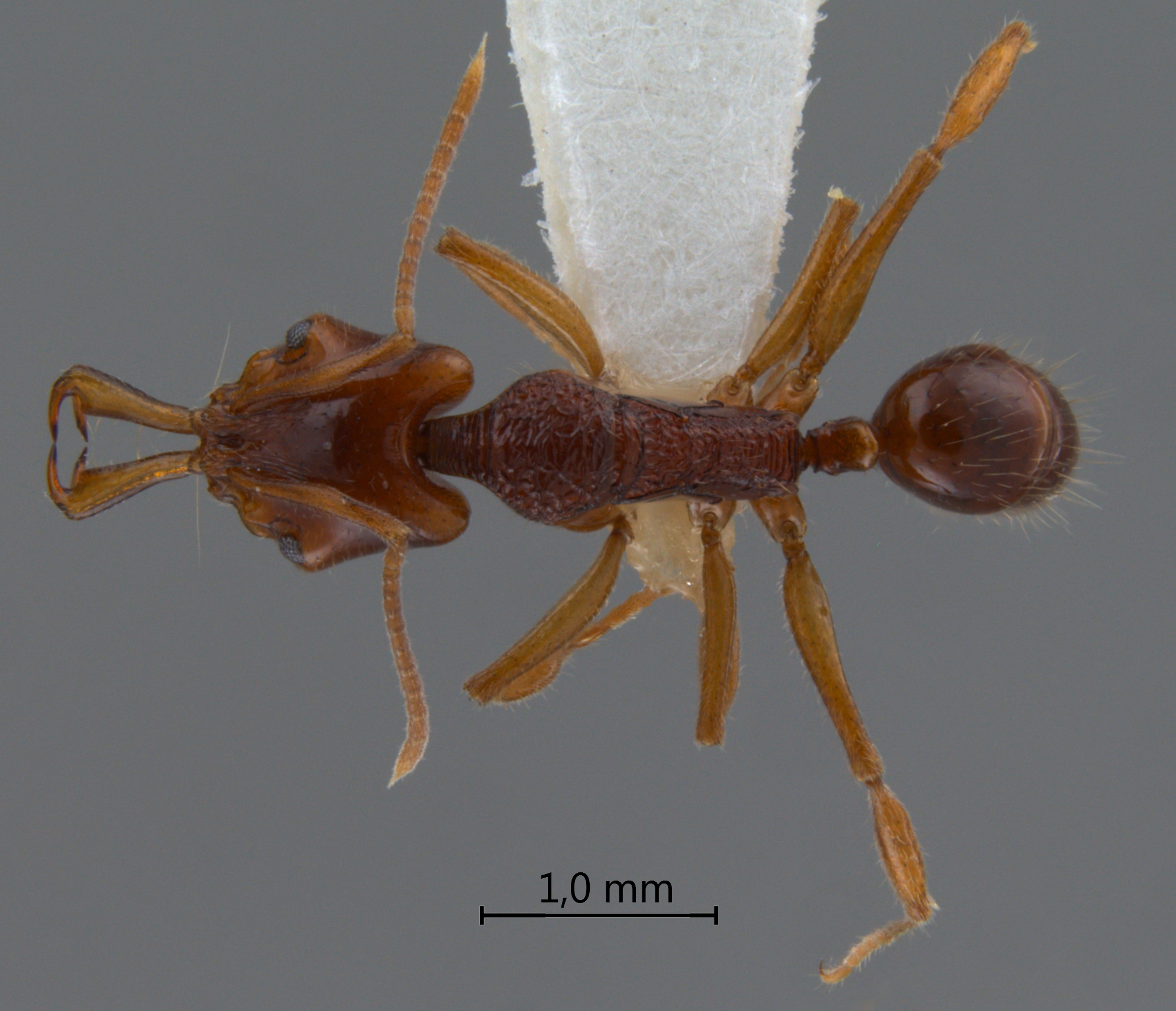 Foto Anochetus incultus Brown, 1978 dorsal