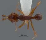 Anochetus incultus Brown, 1978 dorsal