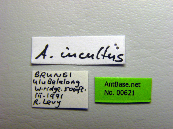 Foto Anochetus incultus Brown, 1978 Label