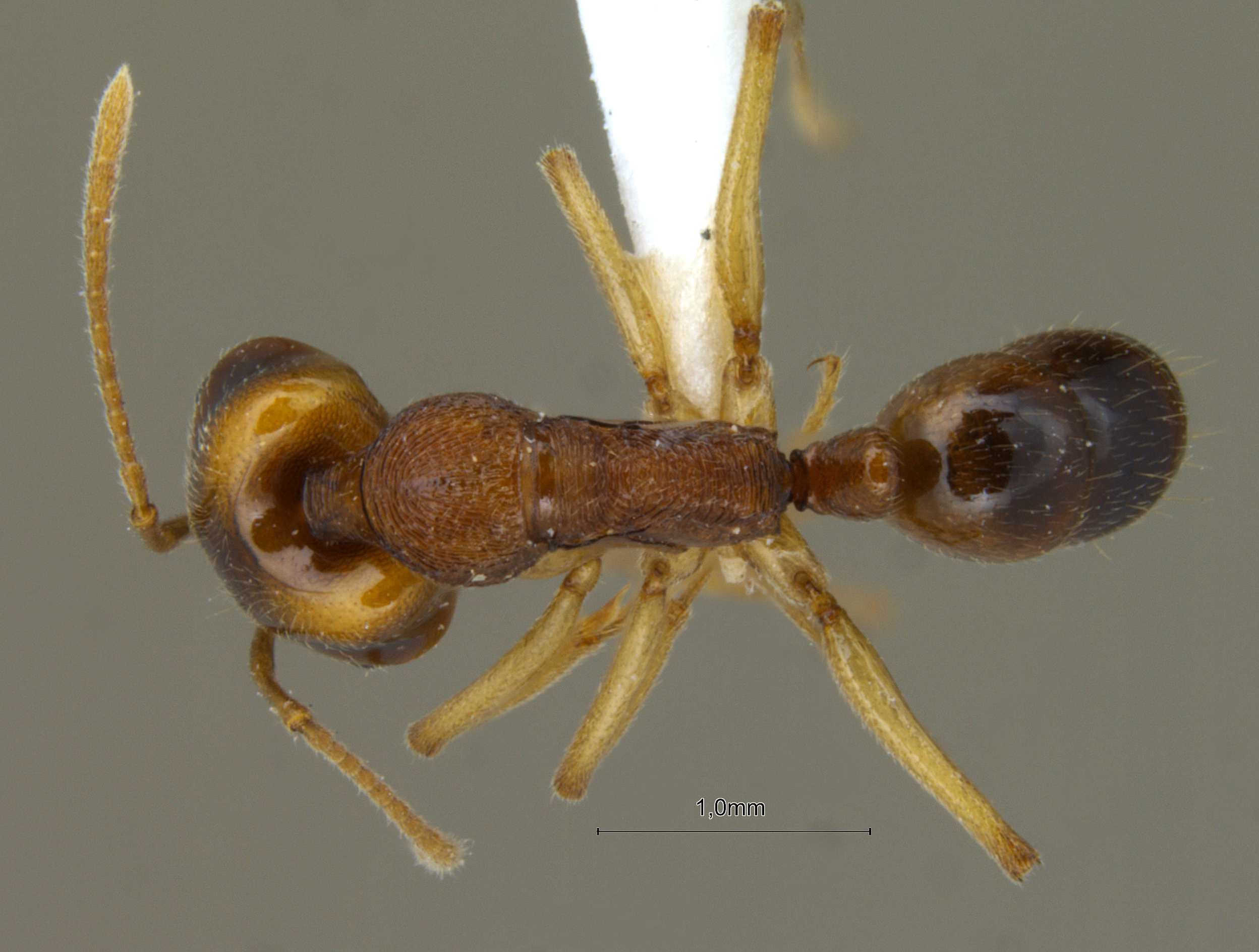 Foto Anochetus madaraszi Mayr, 1897 dorsal