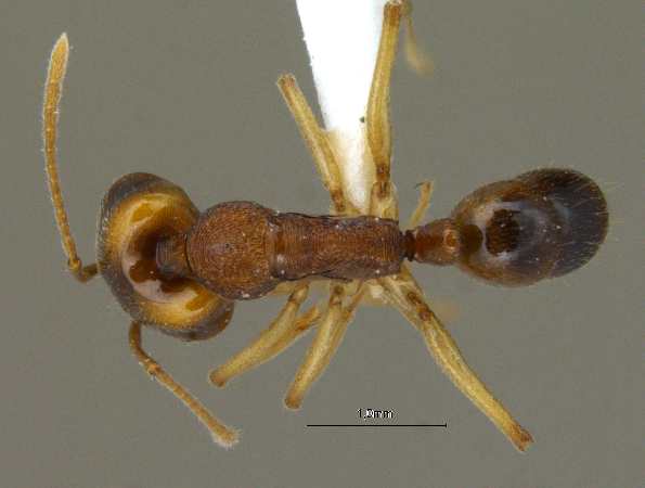 Anochetus madaraszi Mayr, 1897 dorsal