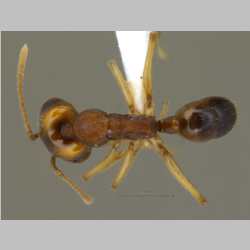 Anochetus madaraszi Mayr, 1897 dorsal