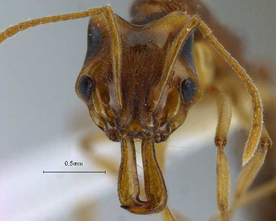 Anochetus madaraszi Mayr, 1897 frontal