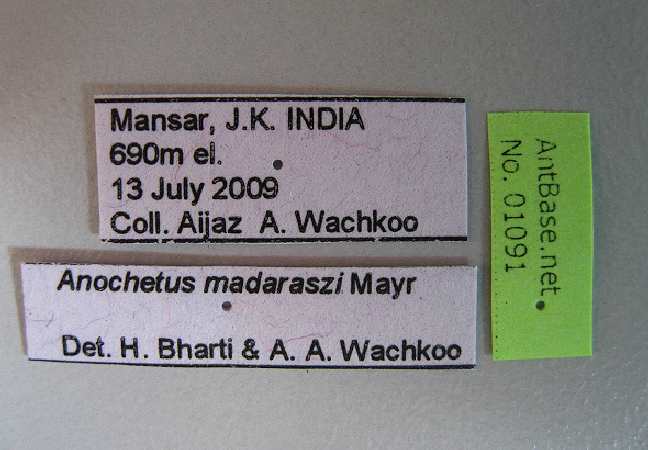Foto Anochetus madaraszi Mayr, 1897 Label