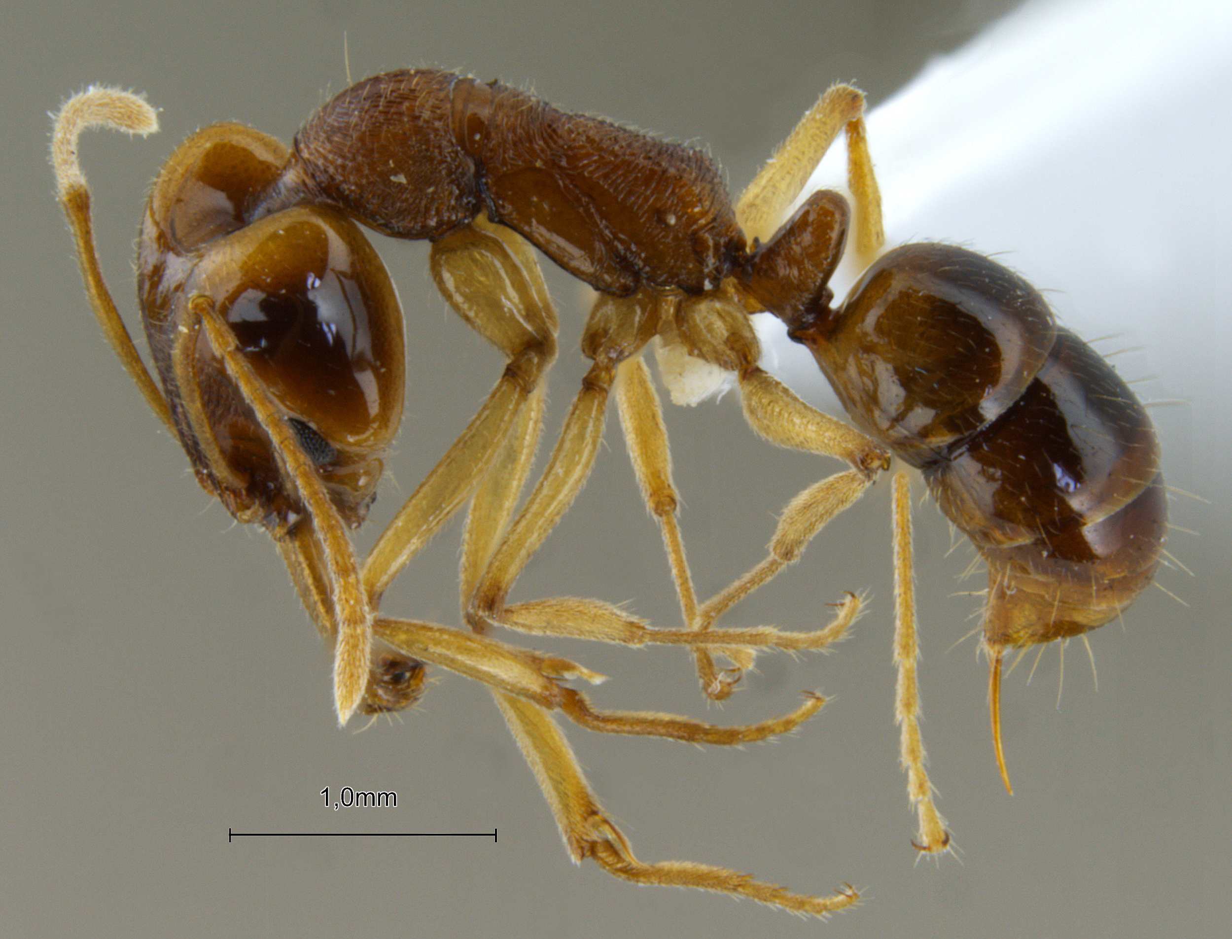 Foto Anochetus madaraszi Mayr, 1897 lateral