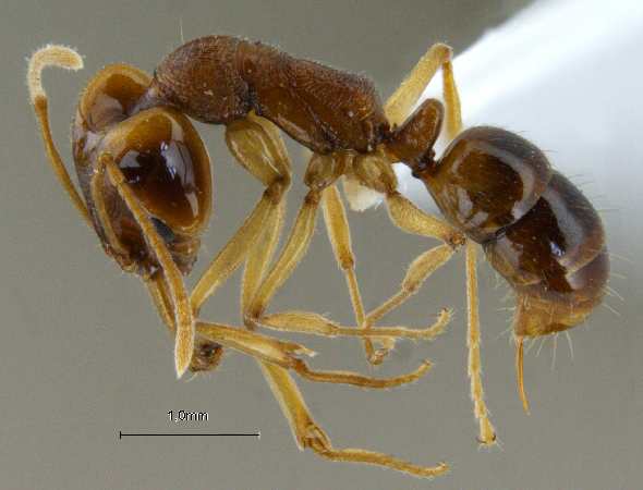 Anochetus madaraszi Mayr, 1897 lateral