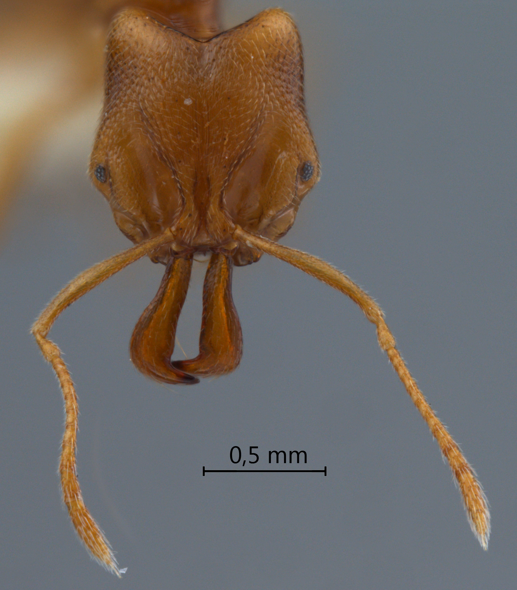 Foto Anochetus myops Emery, 1893 frontal