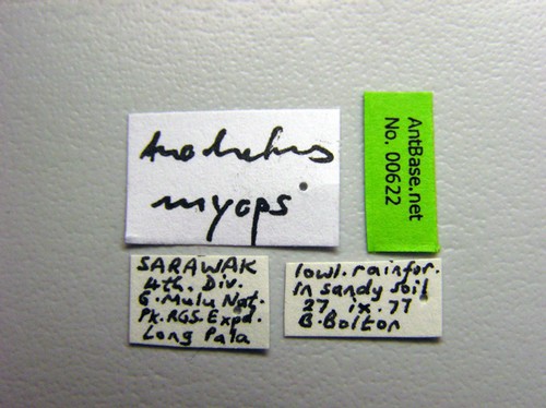 Anochetus myops Emery, 1893 Label