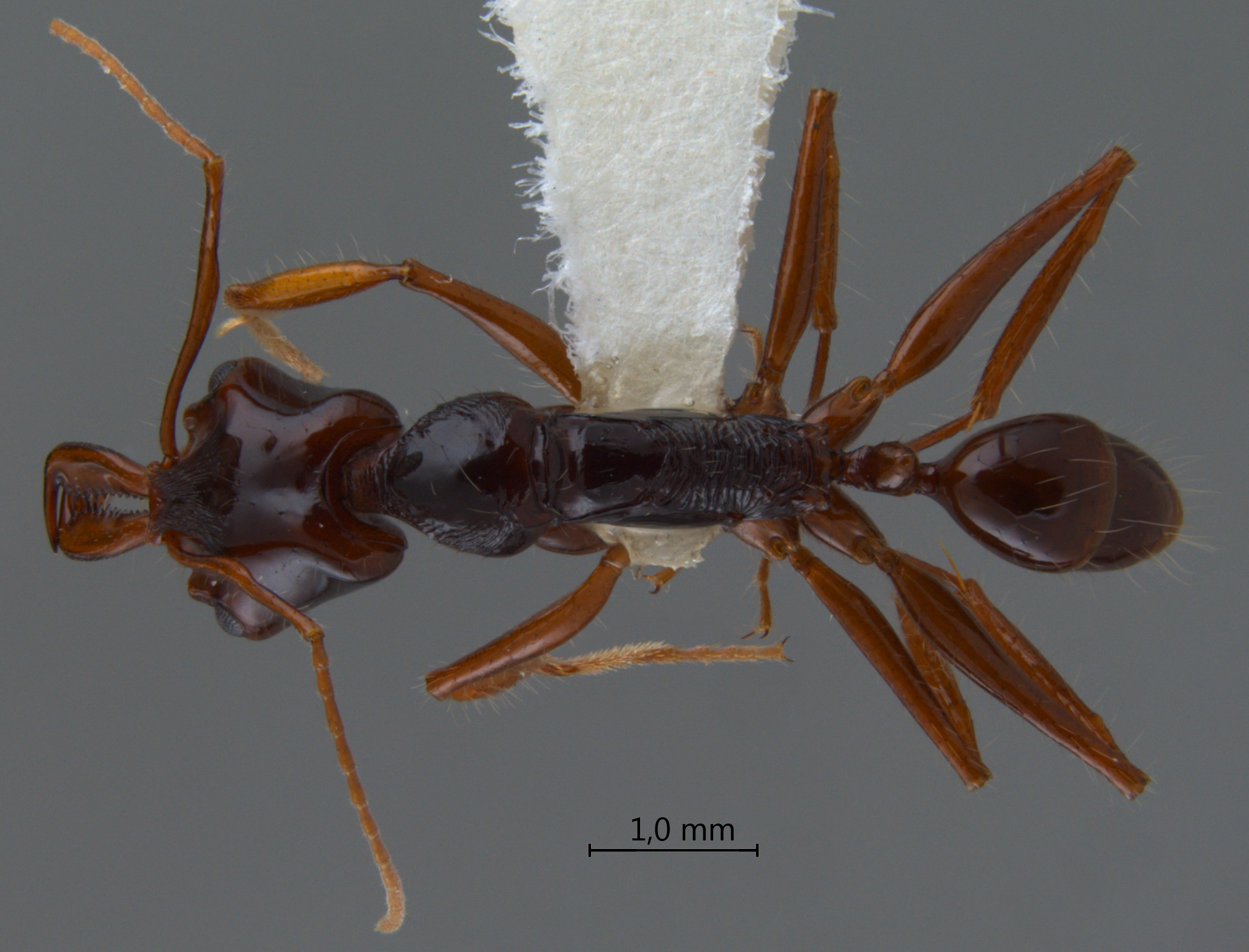 Foto Anochetus princeps Emery, 1884 dorsal