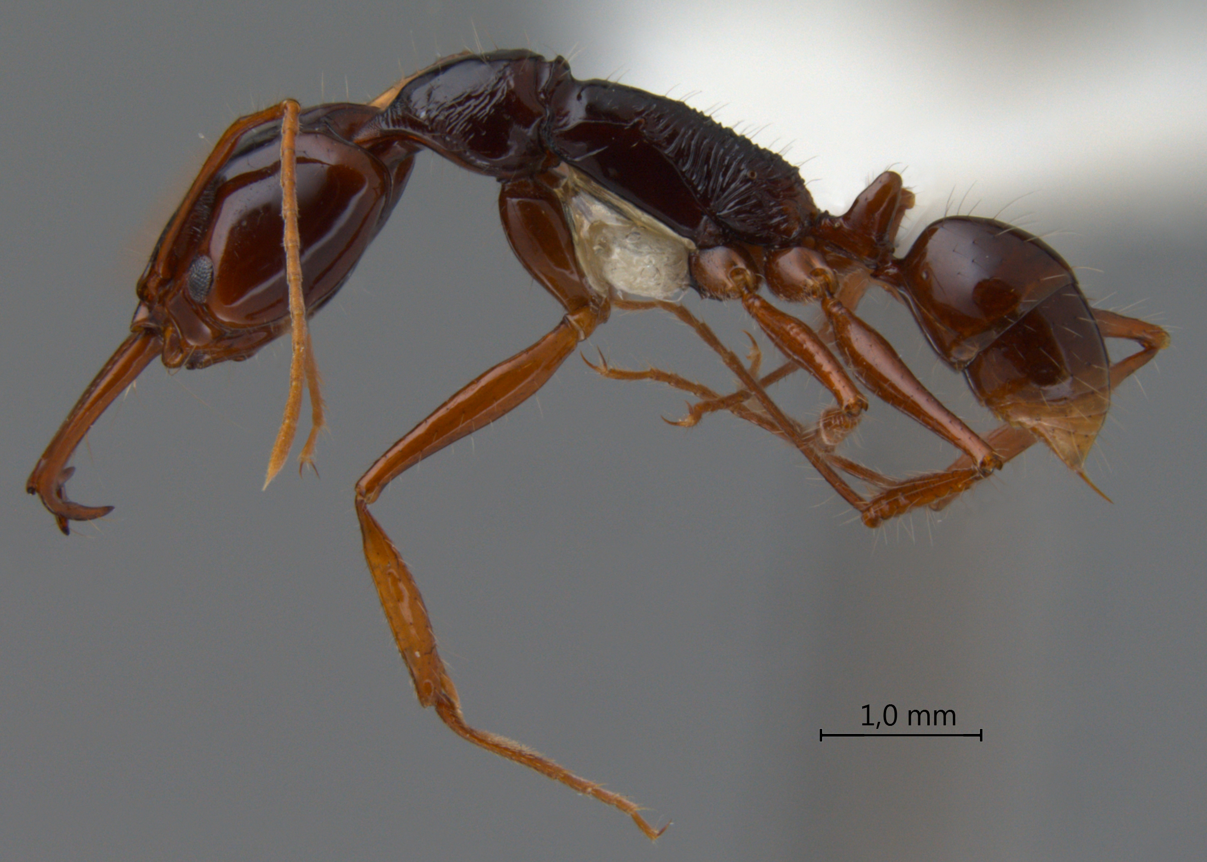 Foto Anochetus princeps Emery, 1884 lateral