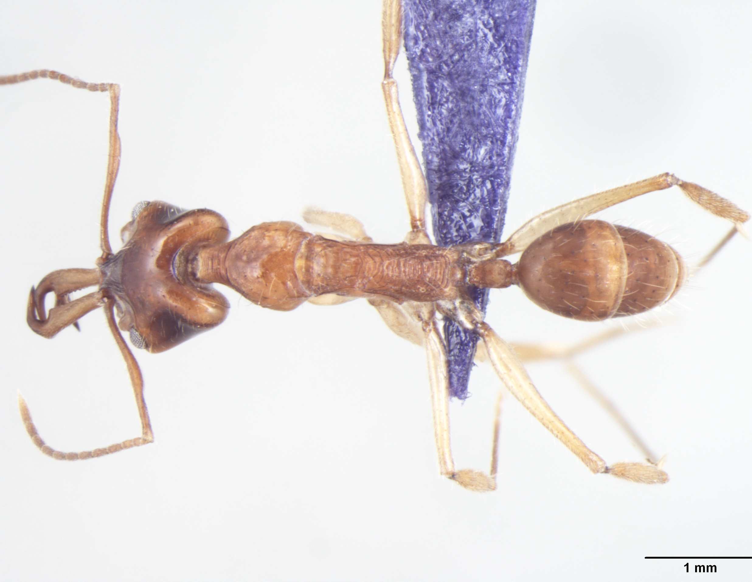 Foto Anochetus risii Forel, 1900 dorsal