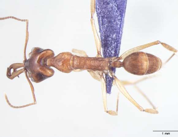 Anochetus risii Forel, 1900 dorsal