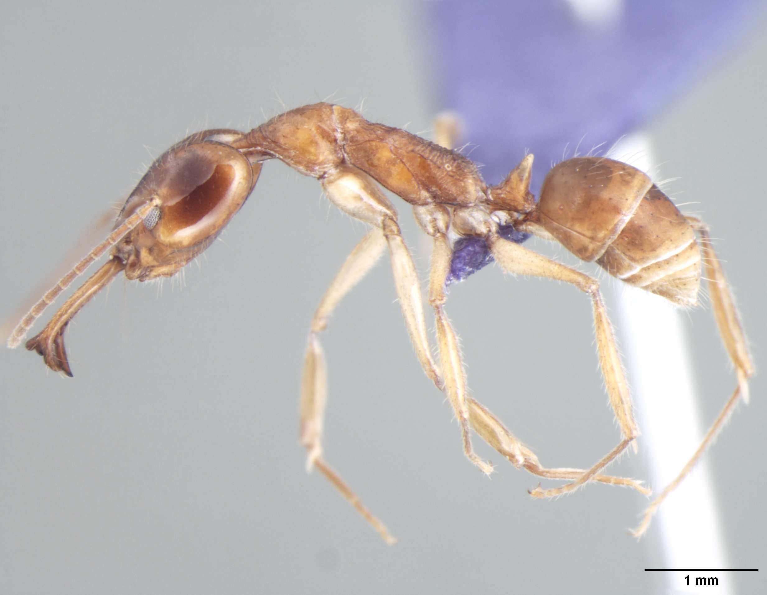Foto Anochetus risii Forel, 1900 lateral