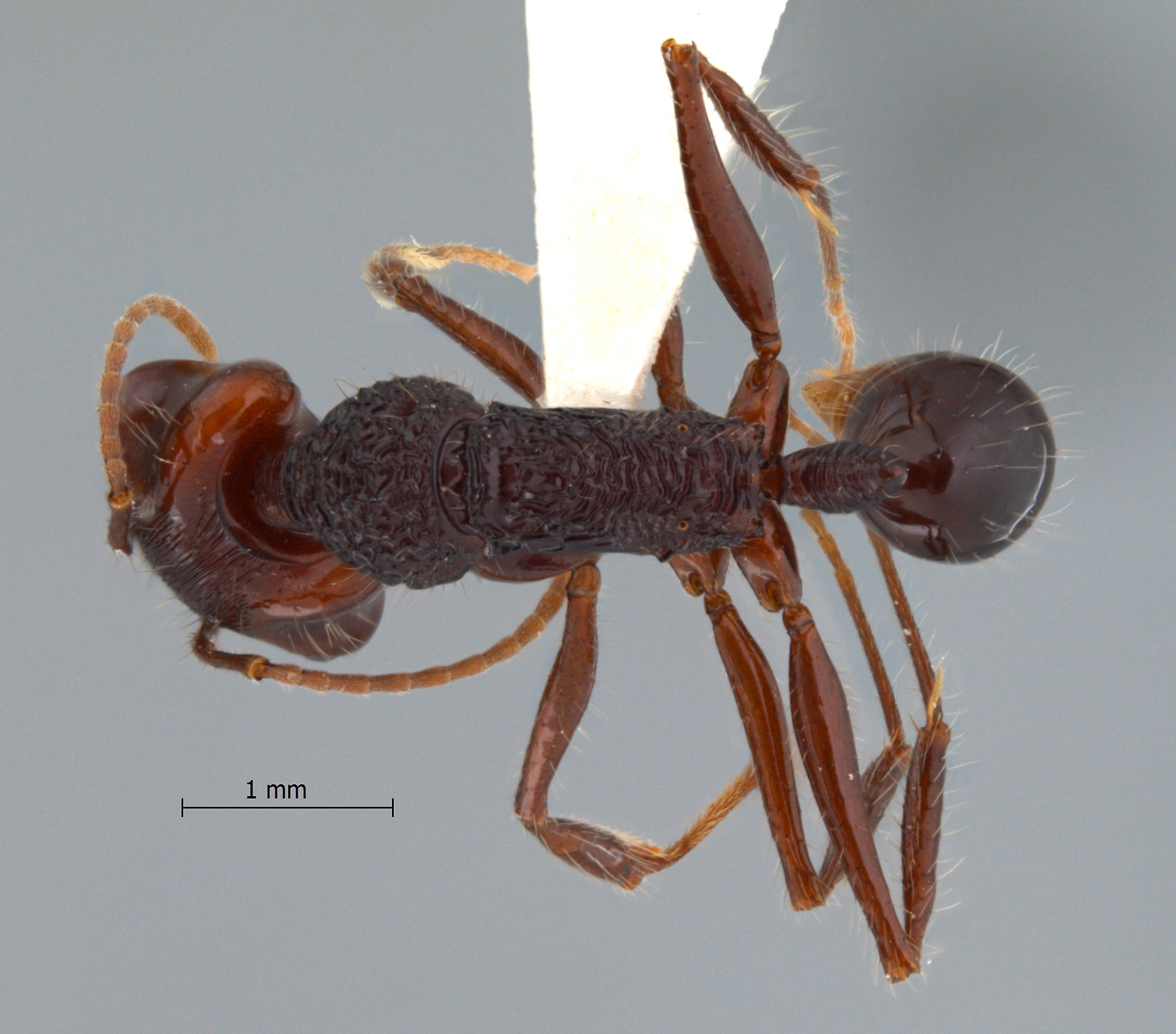 Foto Anochetus rugosus Emery, 1890 dorsal